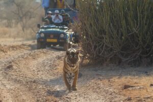 Ranthambore para fotógrafos